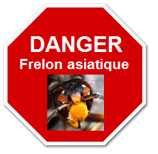 Danger, frelon asiatique, signaler sa présence pour mieux l'éradiquer 