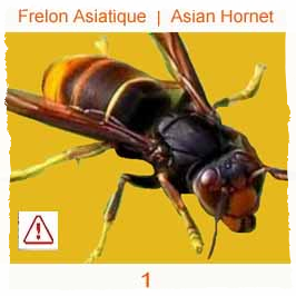 signalement-Frelon asiatique danger signalement-Frelon asiatique danger