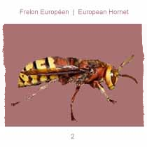 signalement frelon européen signalement frelon européen