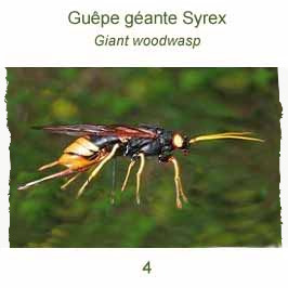 sirex - guêpe géante sirex - guêpe géante