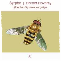 Le syrphe - La mouche déguisée en guêpe Le syrphe - La mouche déguisée en guêpe