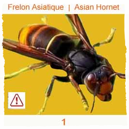 signalement-Frelon asiatique danger